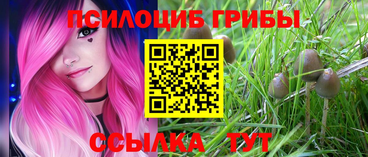 Псилоцибиновые грибы Psilocybe  Вход с VPN  Белово 